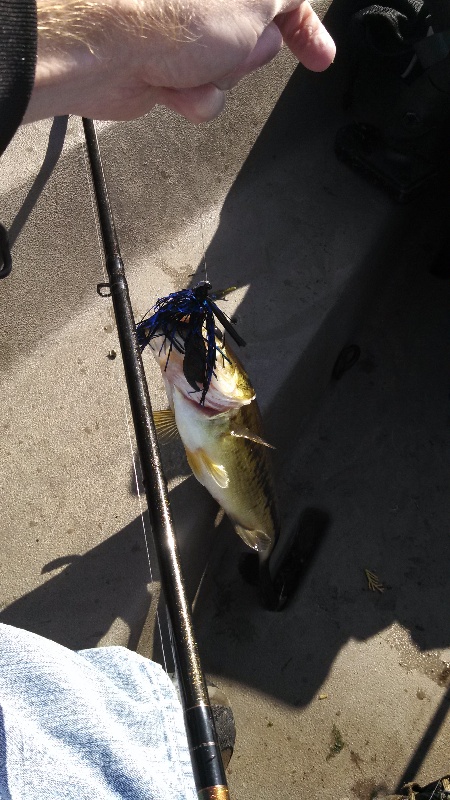 bass #3 near Fircrest