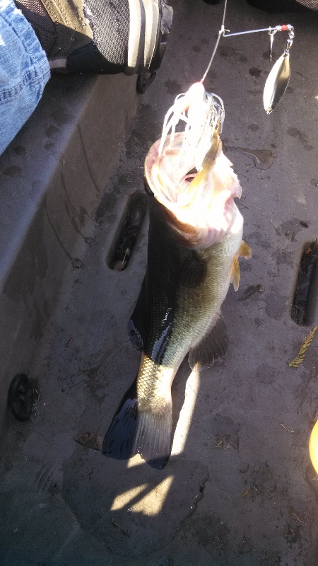 bass #4 near Fircrest