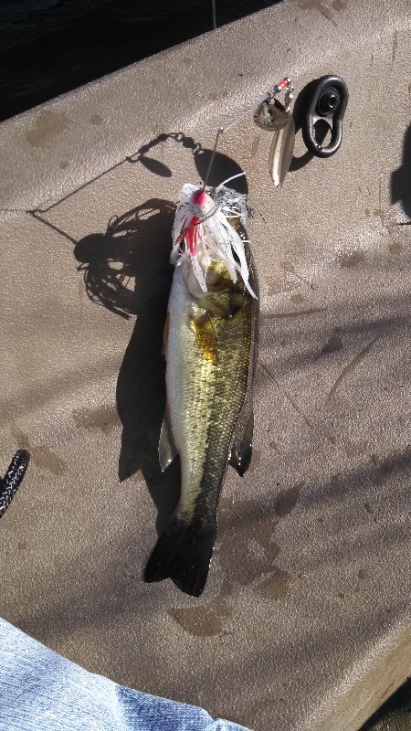 bass #5 near Fircrest