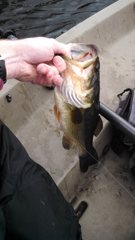 one fish early spring near Bothell