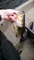 03/09/14 Trip to island lake Fishing Report