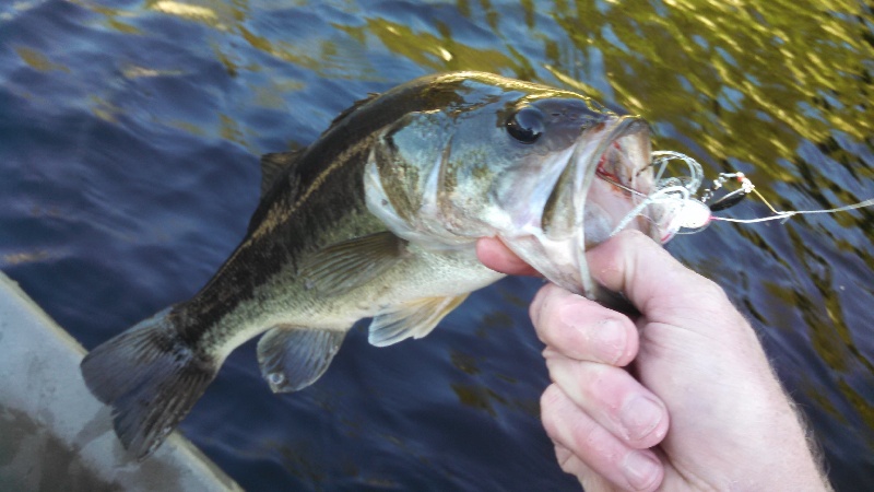bass one near Algona