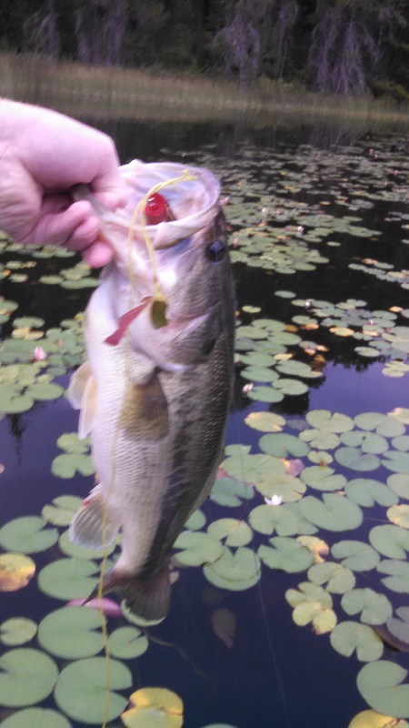 second bass near Allyn-Grapeview