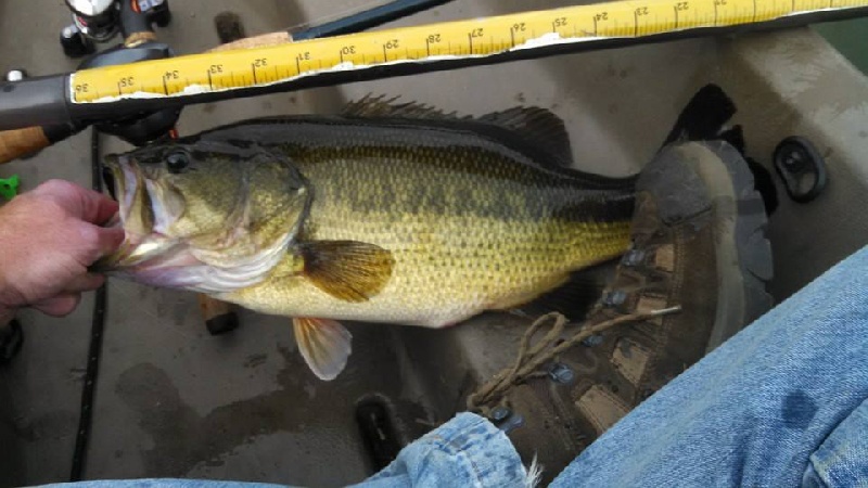 turnover bass near Erlands Point-Kitsap Lake