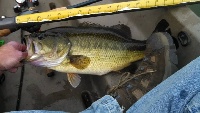 Fall trip to kitsap lake Fishing Report